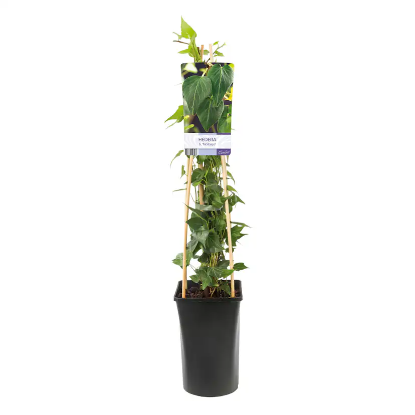 Klätterväxt Murgröna Natasja Omnia Garden 40-60 cm