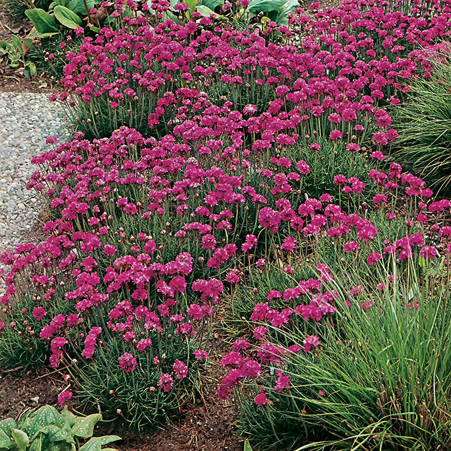 Planta Omnia Garden Strandtrift Dusseldorfer Stolz