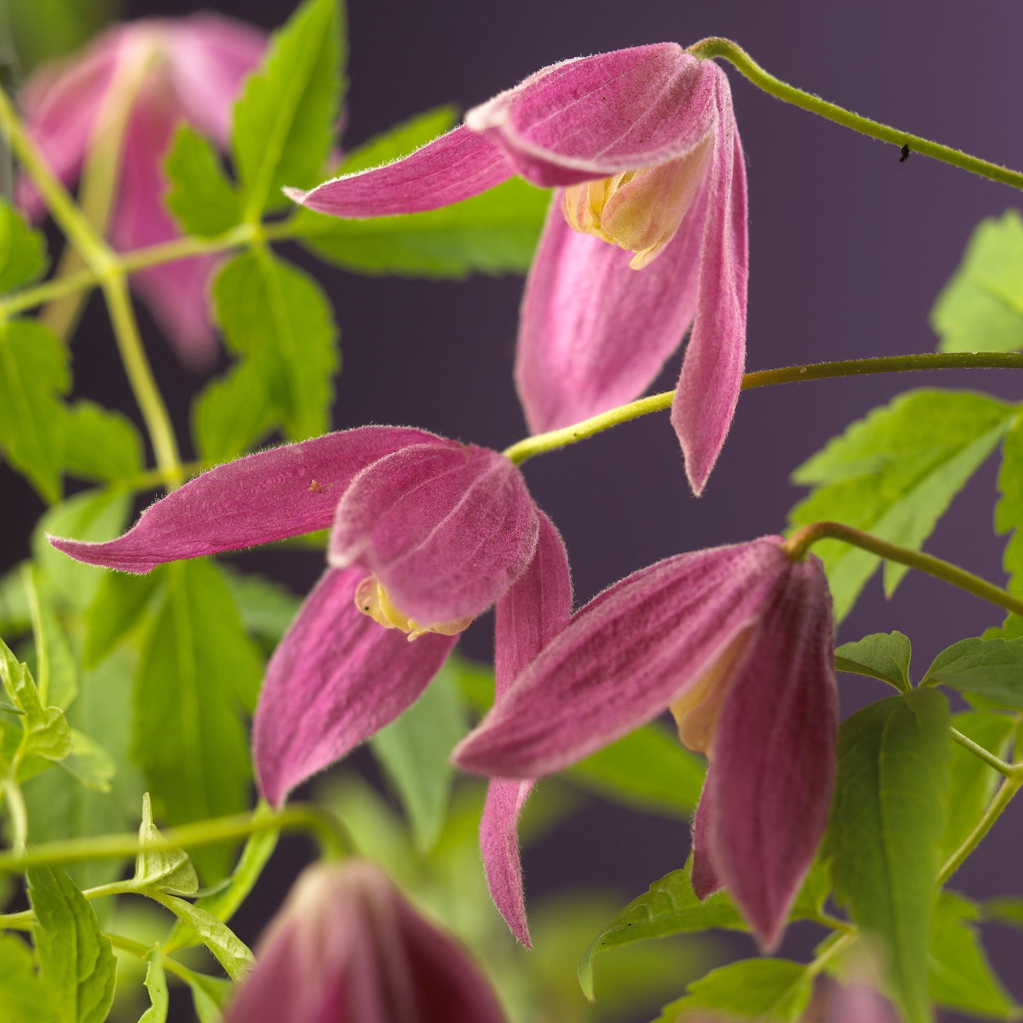 Klätterväxt Purpurröd Alpklematis Omnia Garden 40-60 cm