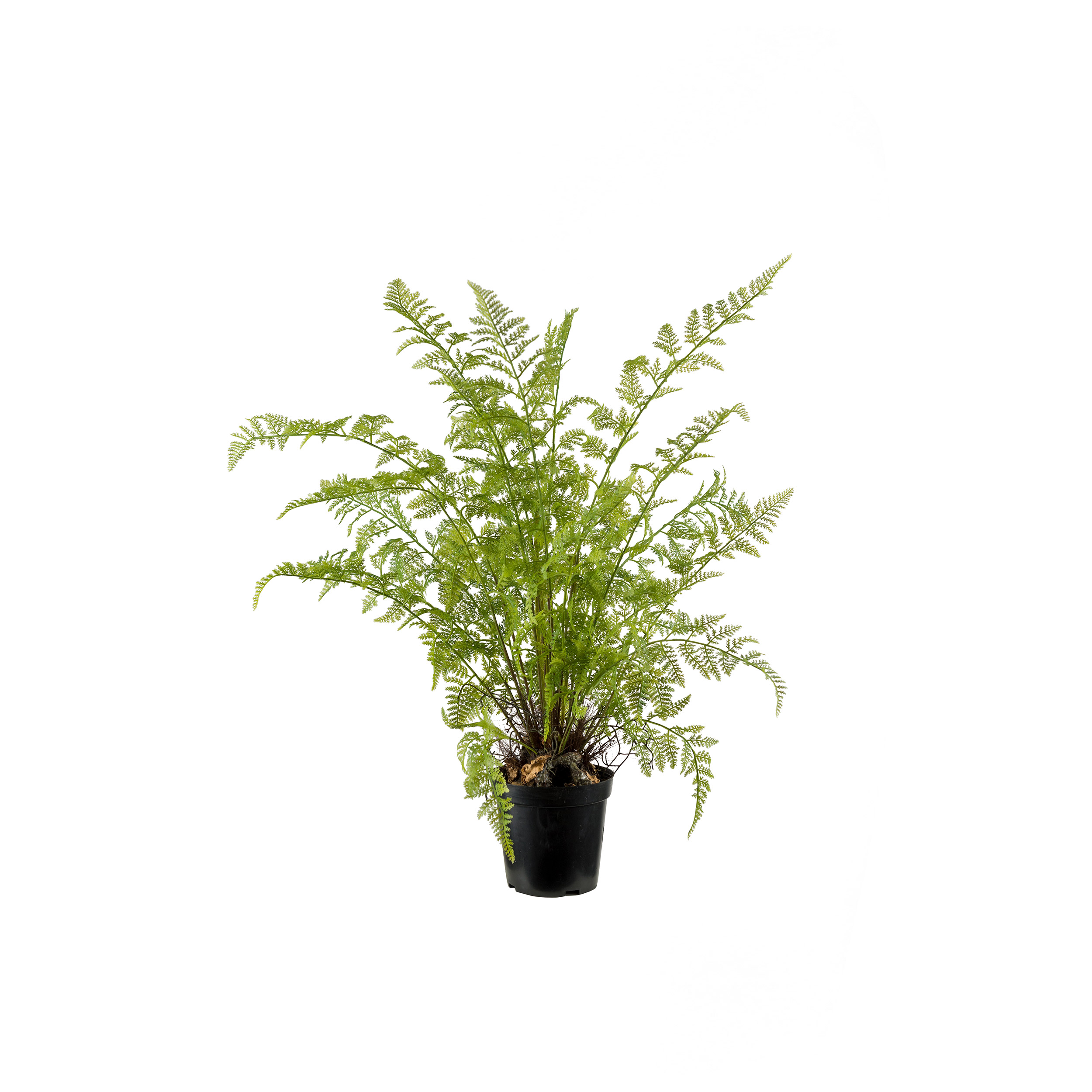 Konstväxt Mr Plant Ormbunke 80-90