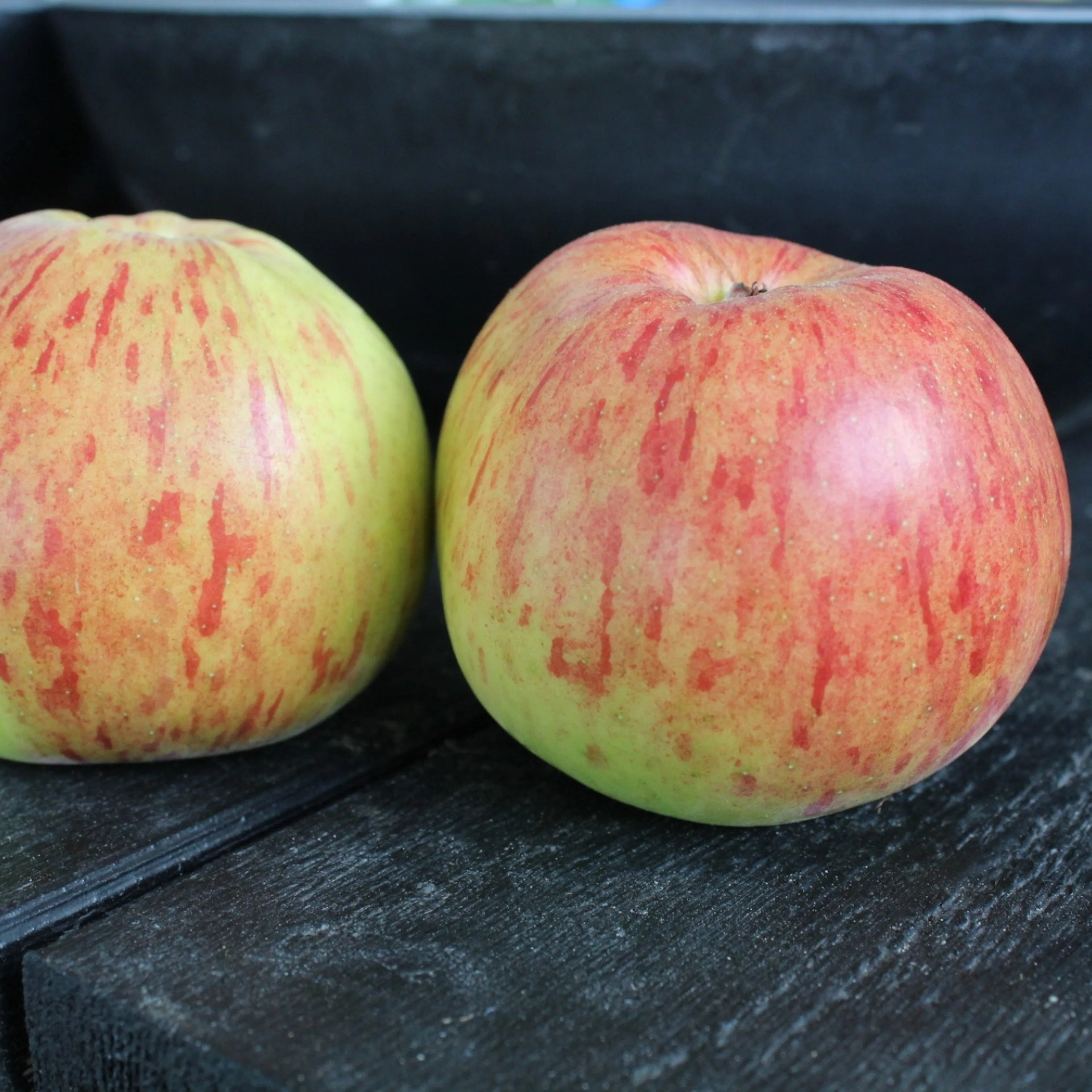 Malus domestica 'Höstdessert' E (äpple), inkl. uppbindnings Med uppbindningskit