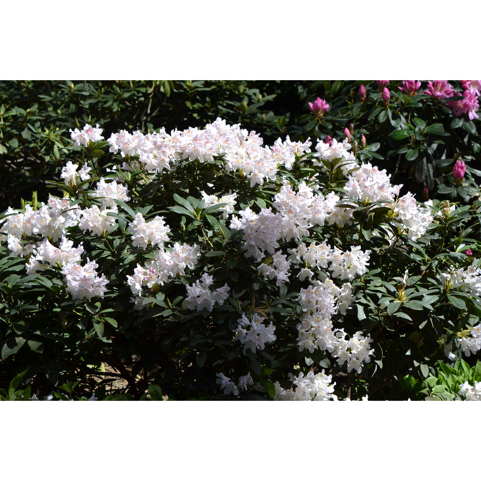 Rhododendron Omnia Garden Cunningham's White Vit Buske 30-40 cm