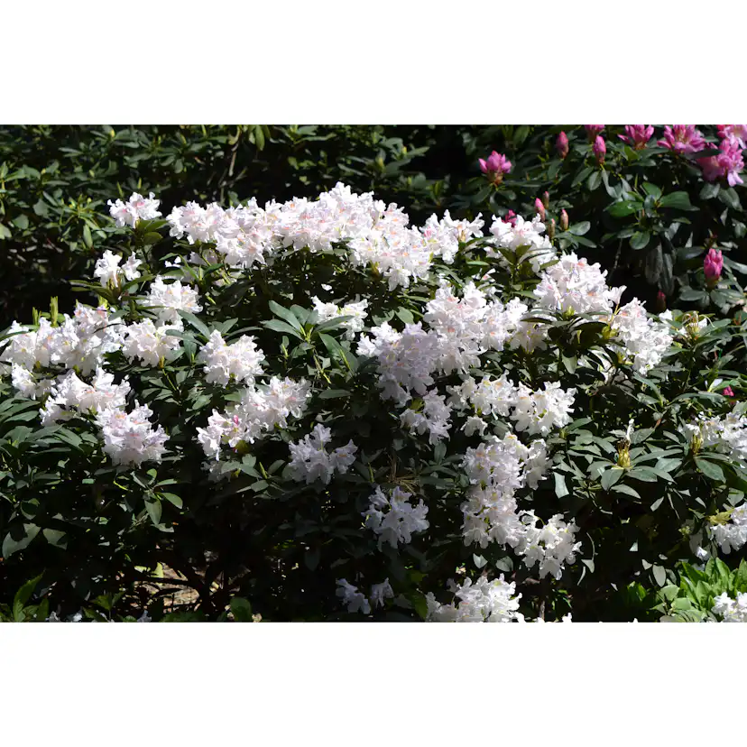 Rhododendron Omnia Garden Cunningham's White Vit Buske 30-40 cm