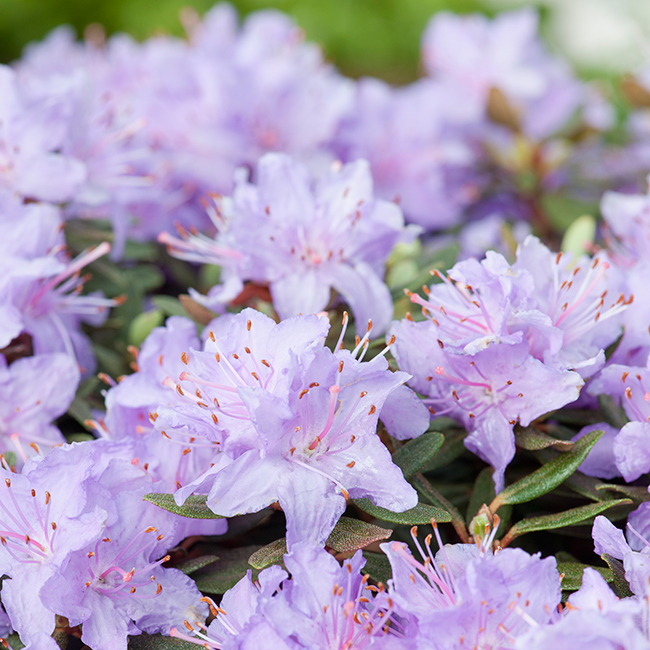 Rhododendron Tuvalpros Omnia Garden Ramapo 20-25 cm
