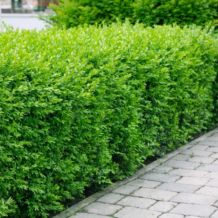 Planta Vinterliguster Liga Omnia Garden Krukodlade 10st