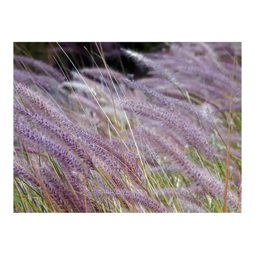 Fototapet Arkiio Grönt Fält Och Lila Blommor