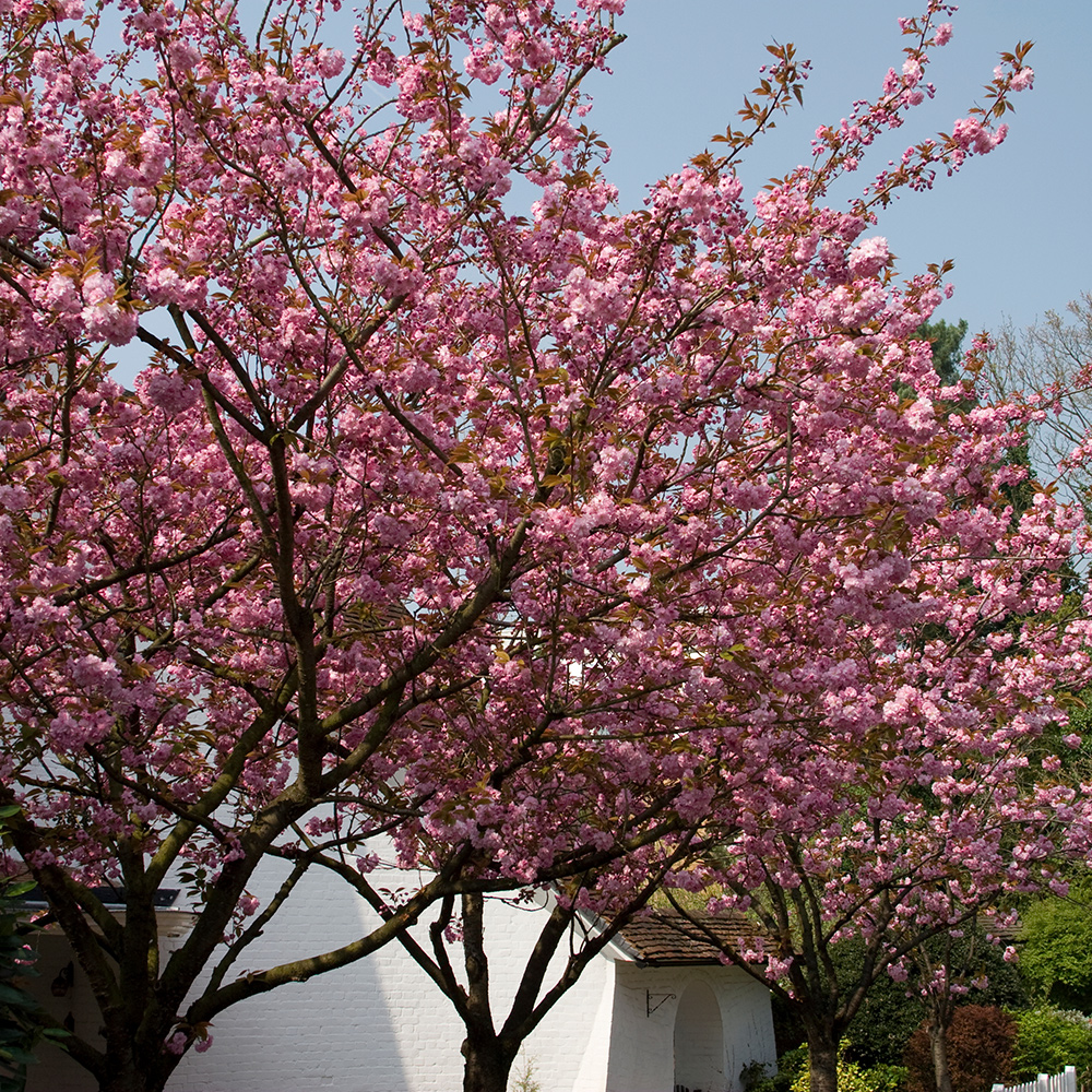 Prydnadsträd Japanskt körsbär Omnia Garden Prunus Kanzan 100-120 cm