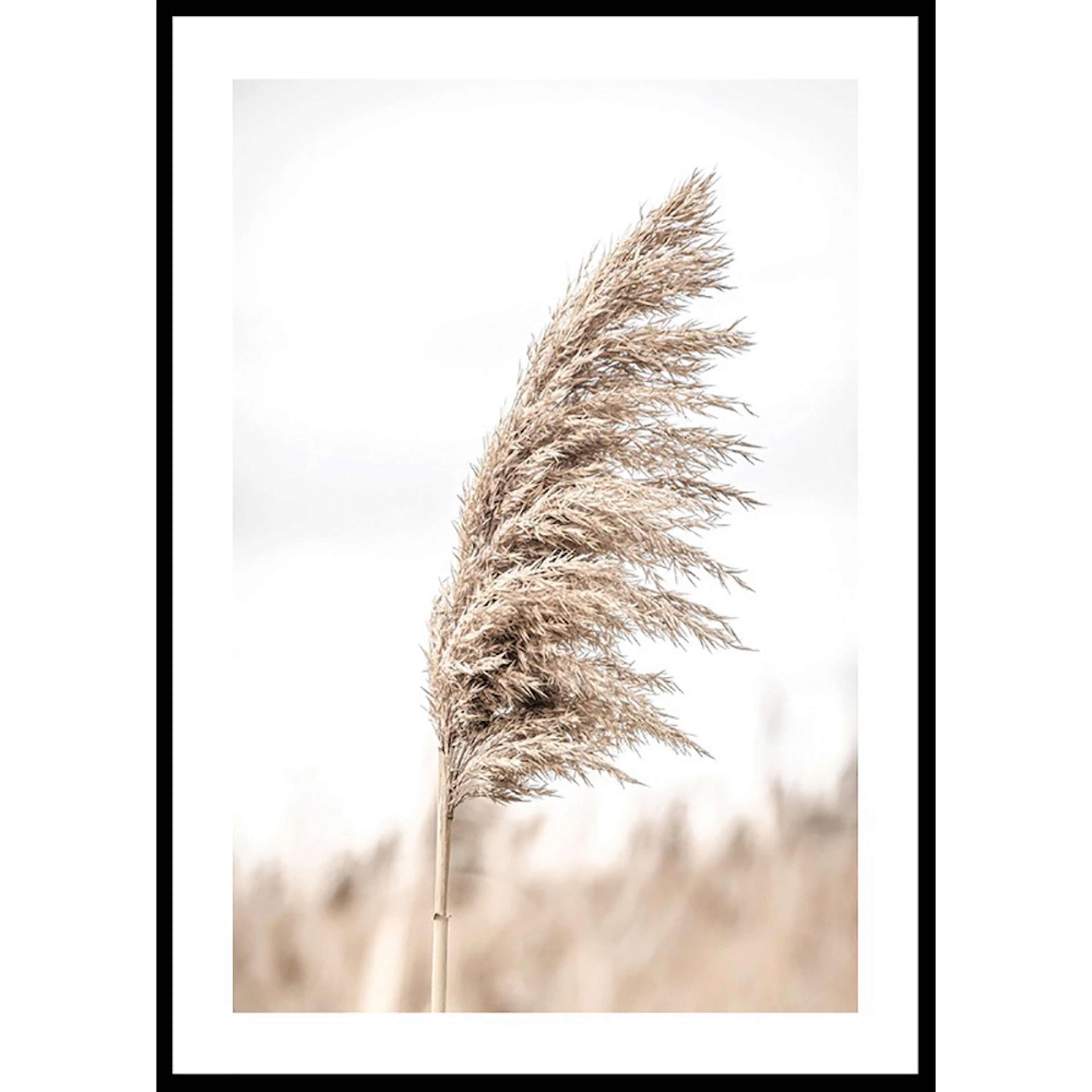 Poster Gallerix Dry Reeds No4