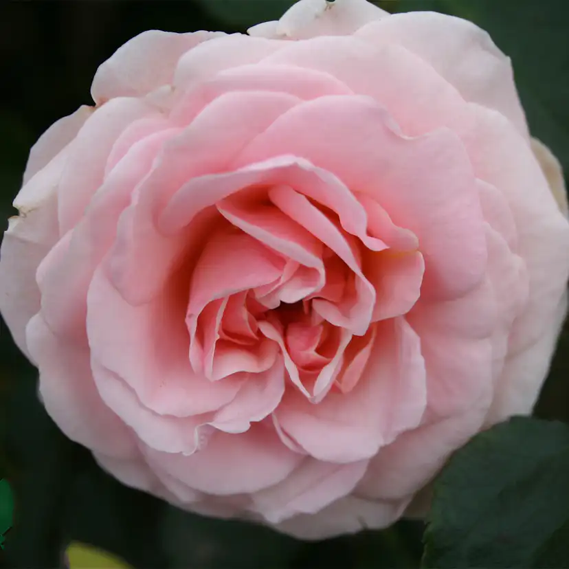 Flerblommig Rabattros Omnia Garden Dronning Margrethe