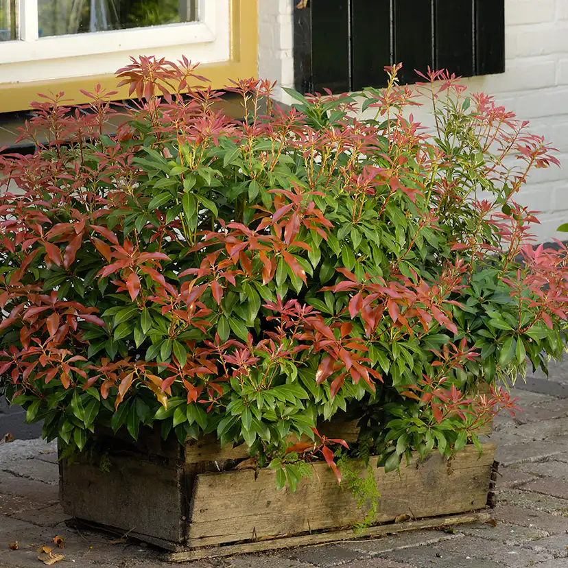 Prydnadsbuske Omnia Garden Japansk Buskrosling