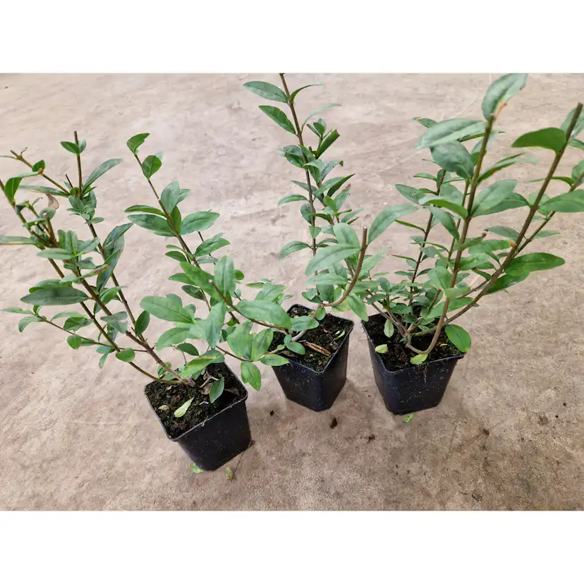 Planta Vinterliguster Liga Omnia Garden Krukodlade