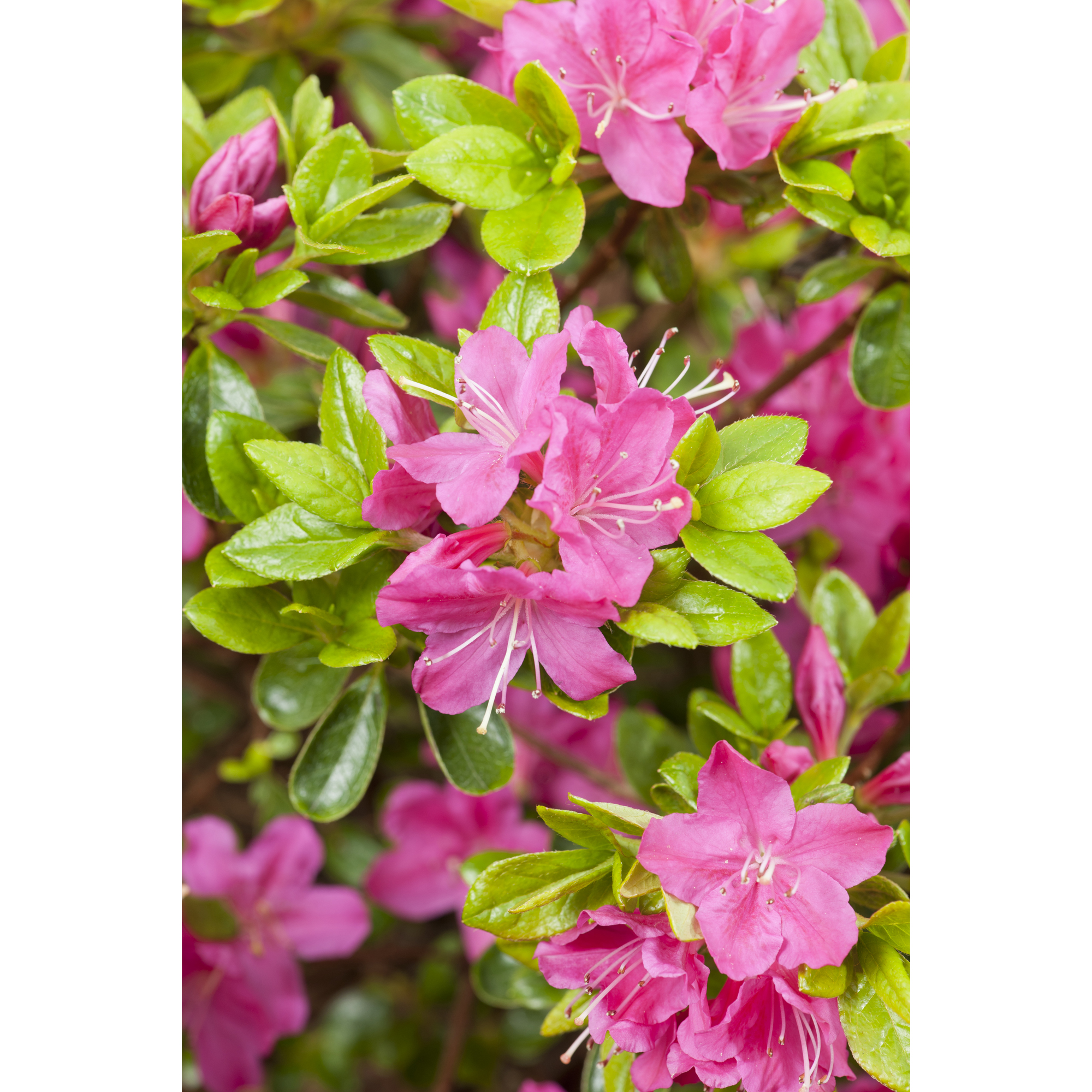 Rhododendron Azalea Omnia Garden Kermesina Rödrosa Buske 20-25 cm