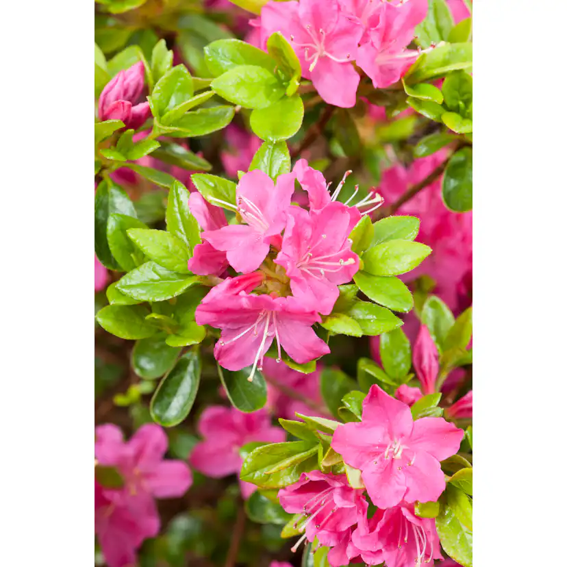 Rhododendron Azalea Omnia Garden Kermesina Rödrosa Buske 20-25 cm