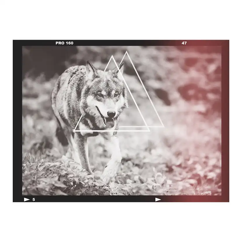 Fototapet Arkiio Wolf Photo