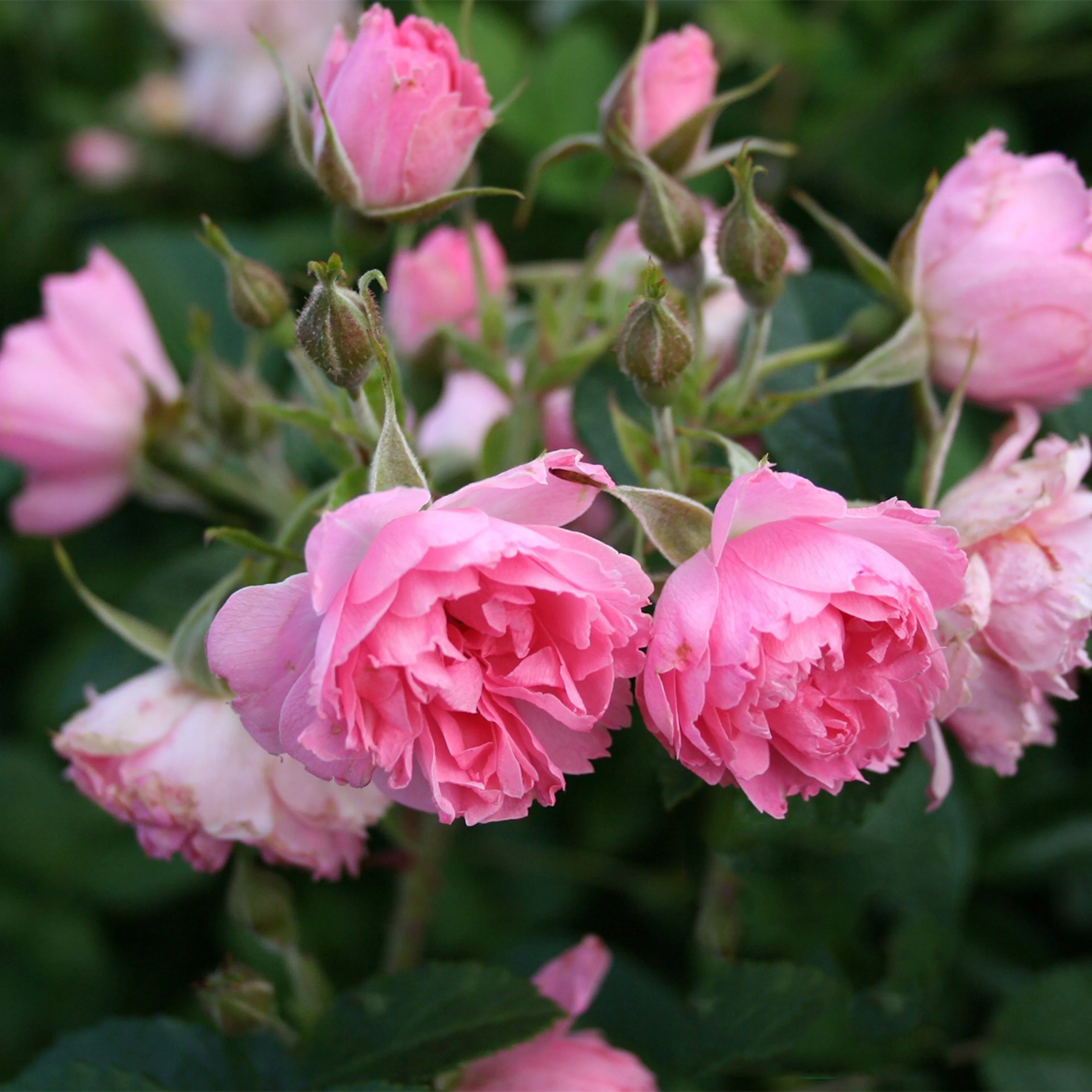 Rosa "Pink Grootendorst", 10-pack 10-pack