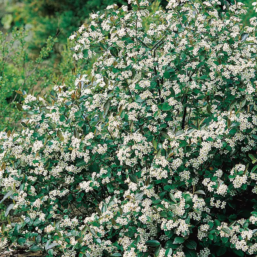 Prydnadsbuske Omnia Garden Svartaronia