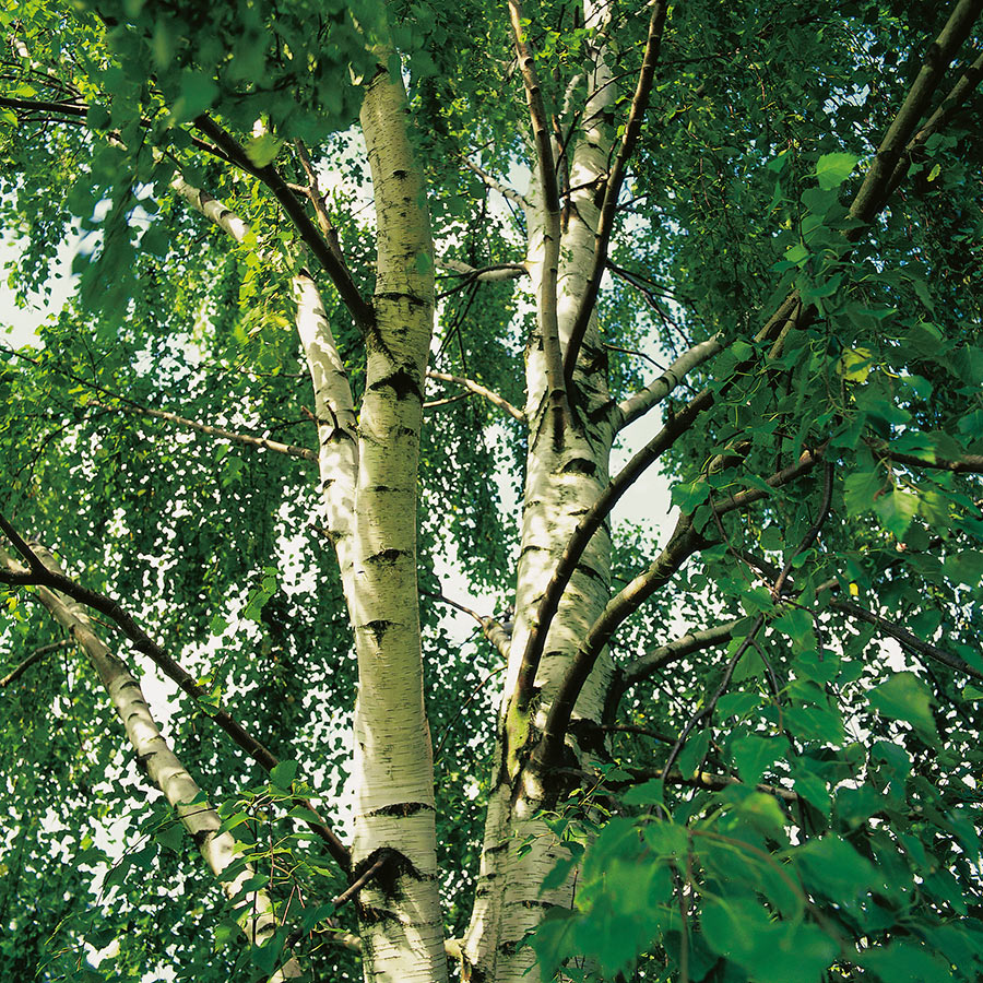 Prydnadsträd Omnia Garden Hängbjörk - Grönt Lövverk & Gul Blomning, 150-200 cm
