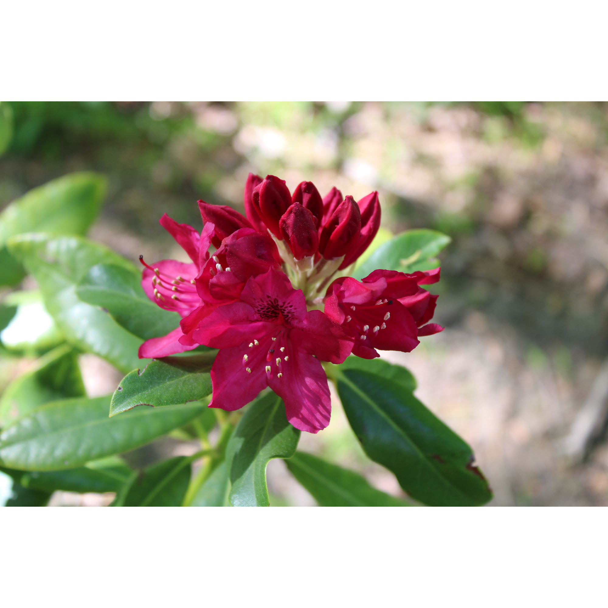 Rhododendron Omnia Garden Nova Zembla Rödrosa Buske 30-40 cm