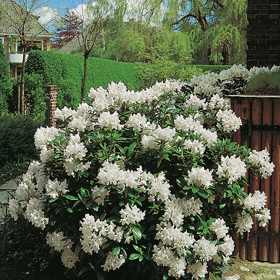 Rhododendron Omnia Garden Cunningham's White Vit Buske 30-40 cm