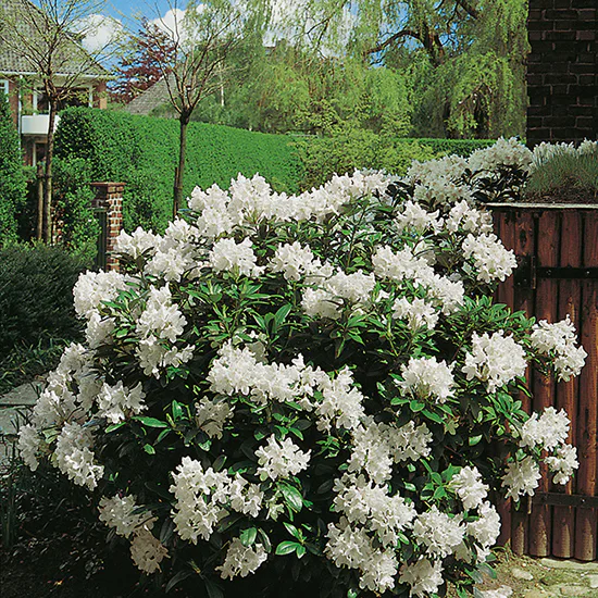 Rhododendron Omnia Garden Cunningham's White Vit Buske 30-40 cm
