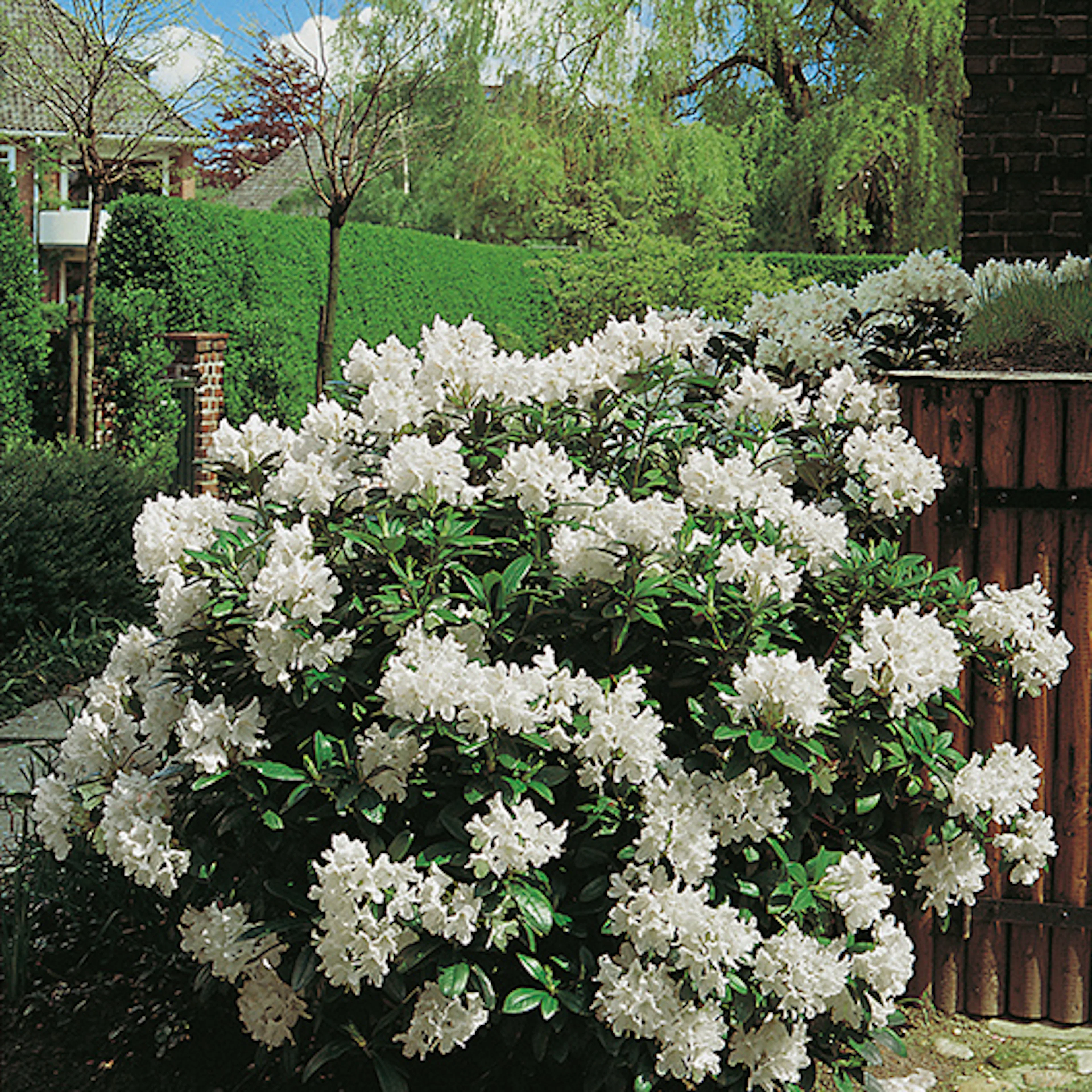 Rhododendron Omnia Garden Cunningham's White Vit Buske 30-40 cm, 3 st/frp
