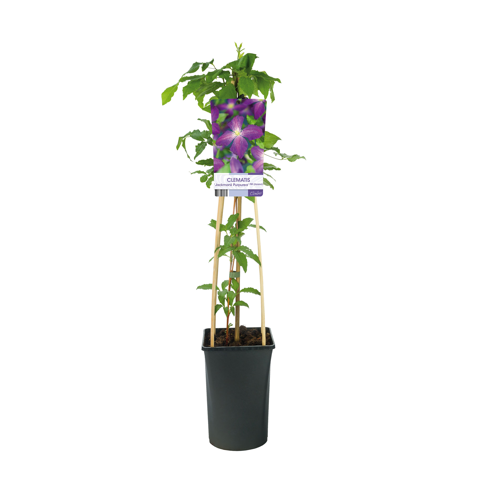 Klätterväxt Jackman Klematis Omnia Garden 40-60 cm