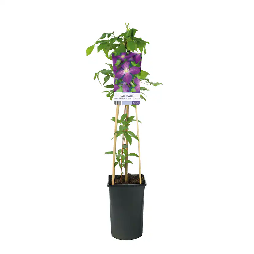Klätterväxt Jackman Klematis Omnia Garden 40-60 cm