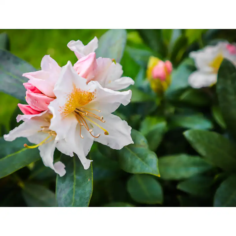 Rhododendron Omnia Garden Cunningham's White Vit Buske 30-40 cm