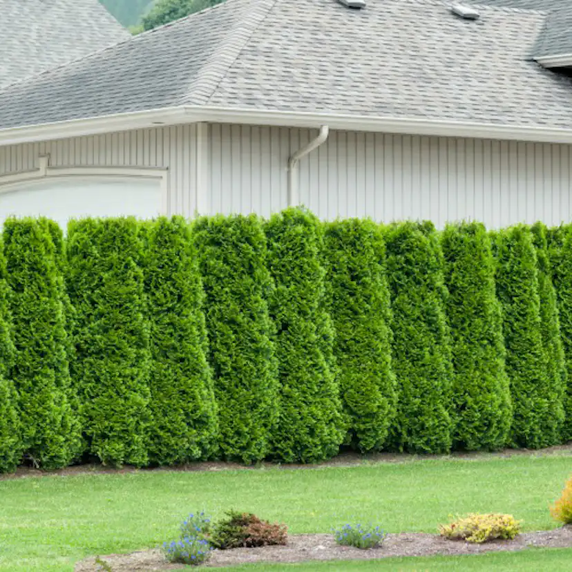 Thuja Occ. Brabant 50-80 Cm, 100 St 100-pack