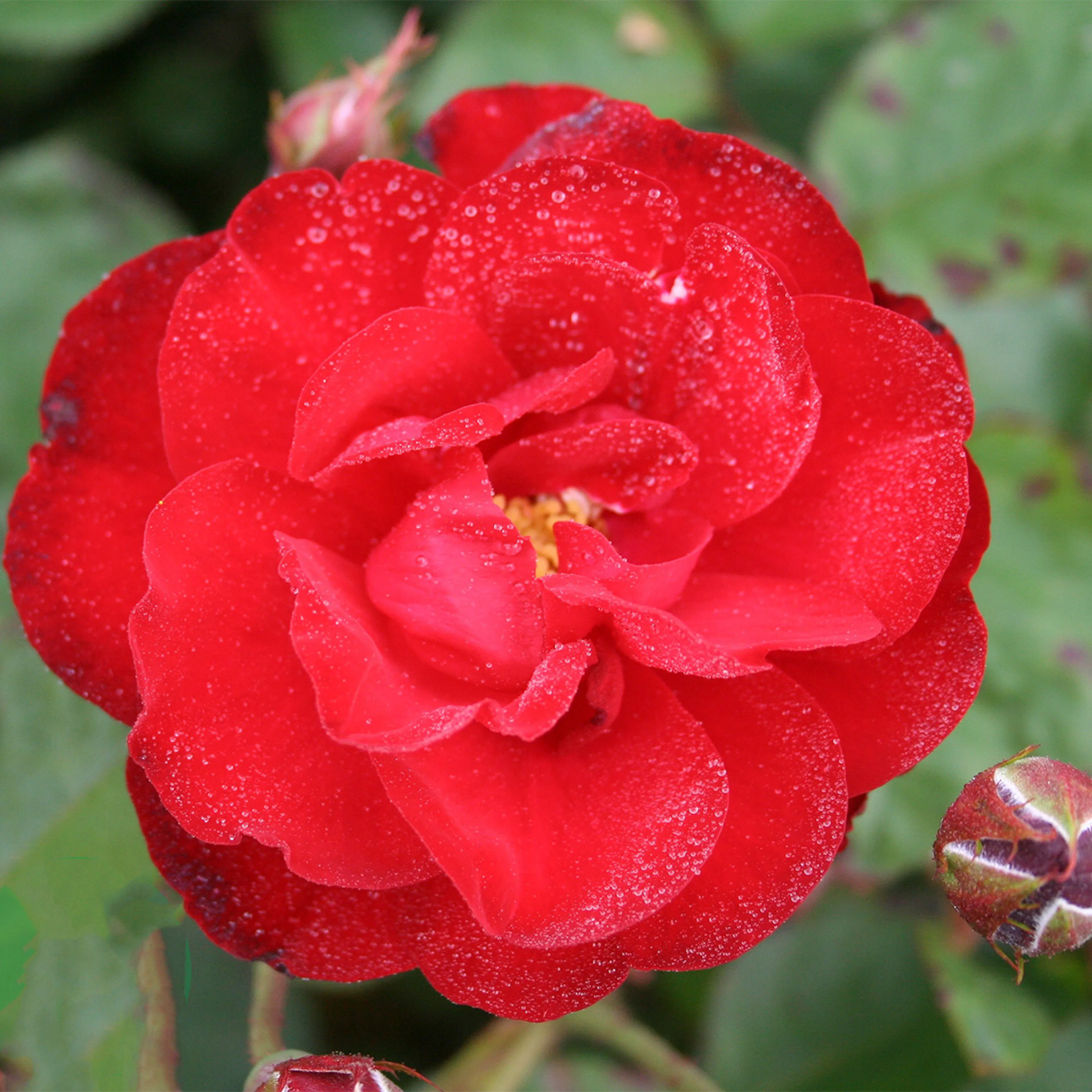 Rosa "Lilli Marleen", 5-pack 5-pack