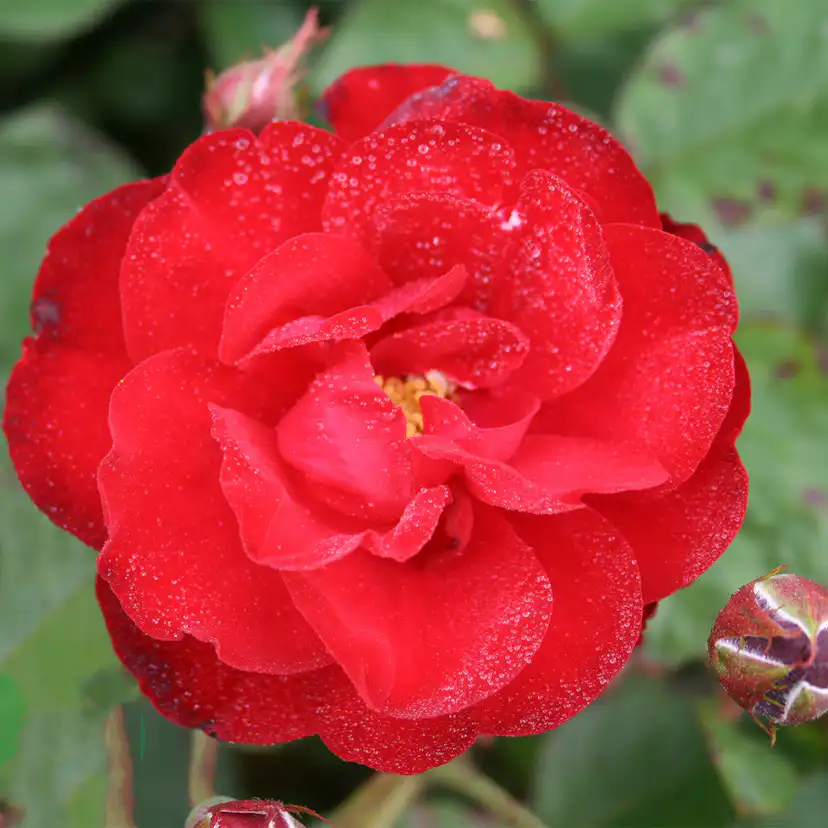 Flerblommig Rabattros Omnia Garden Lilli Marleen