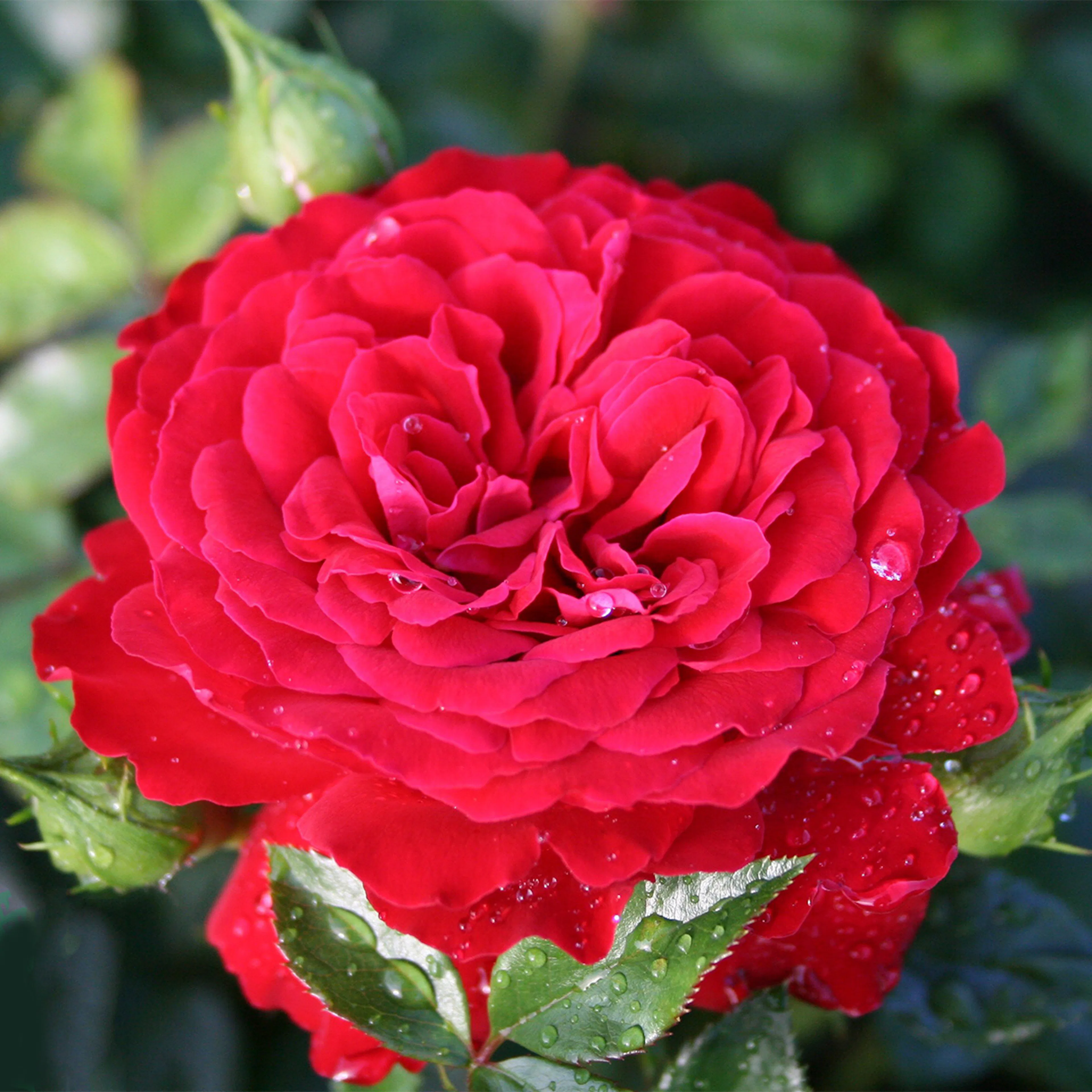 Rosa "Grand Award", 5-pack 5-pack