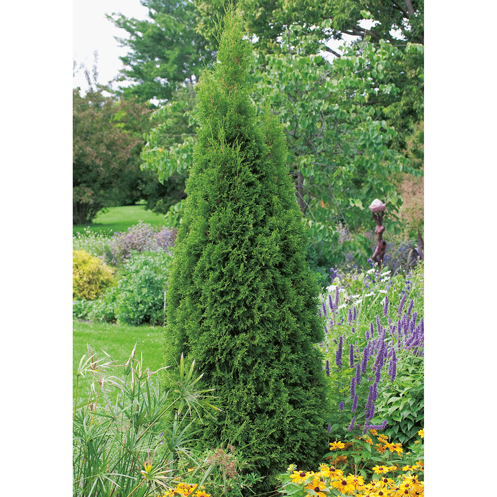 Ädeltuja Omnia Garden Smaragd 100-125 cm