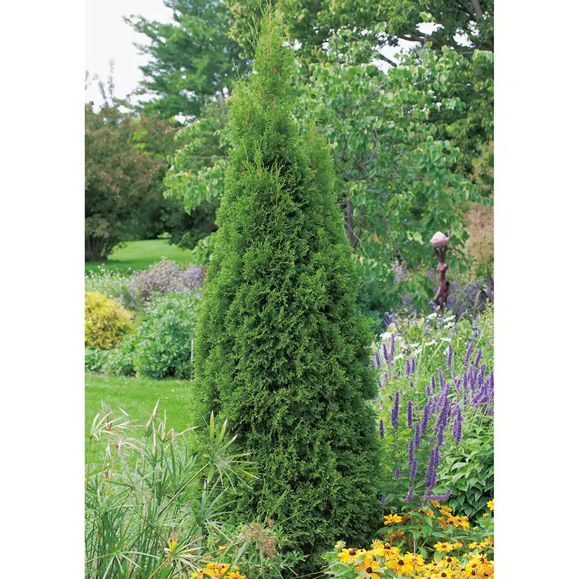 Ädeltuja Omnia Garden Smaragd 80-100 cm