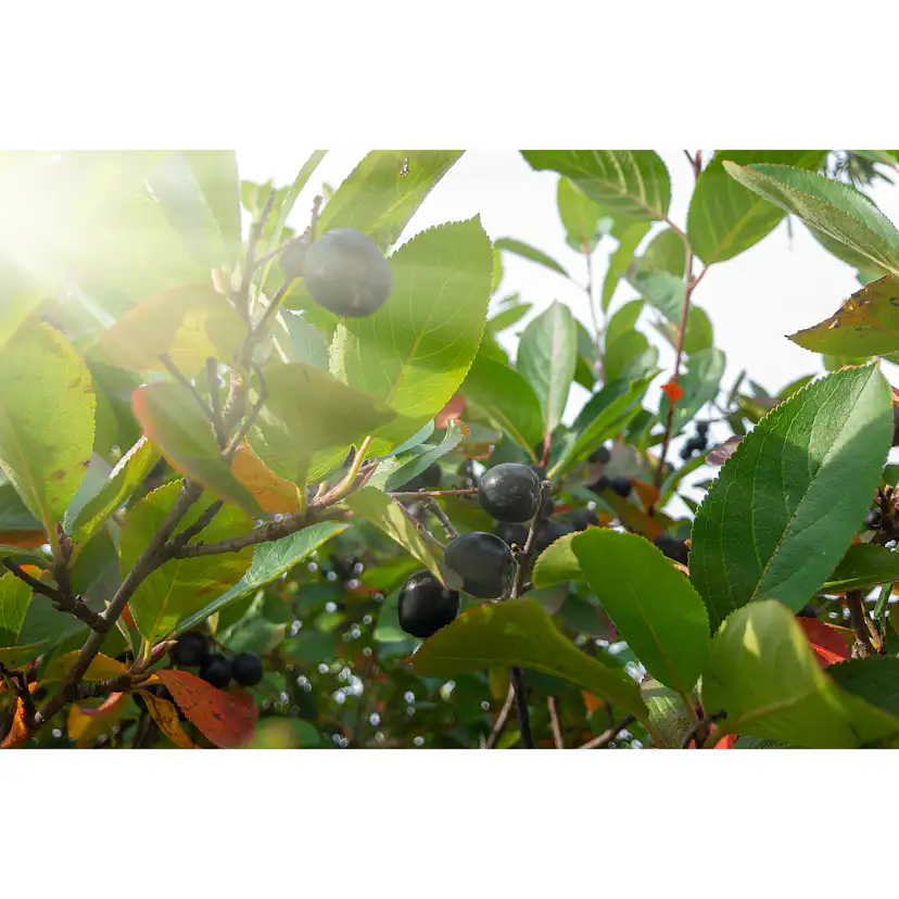 Planta Svartaronia Omnia Garden Aronia mel Hugin 20-40cm