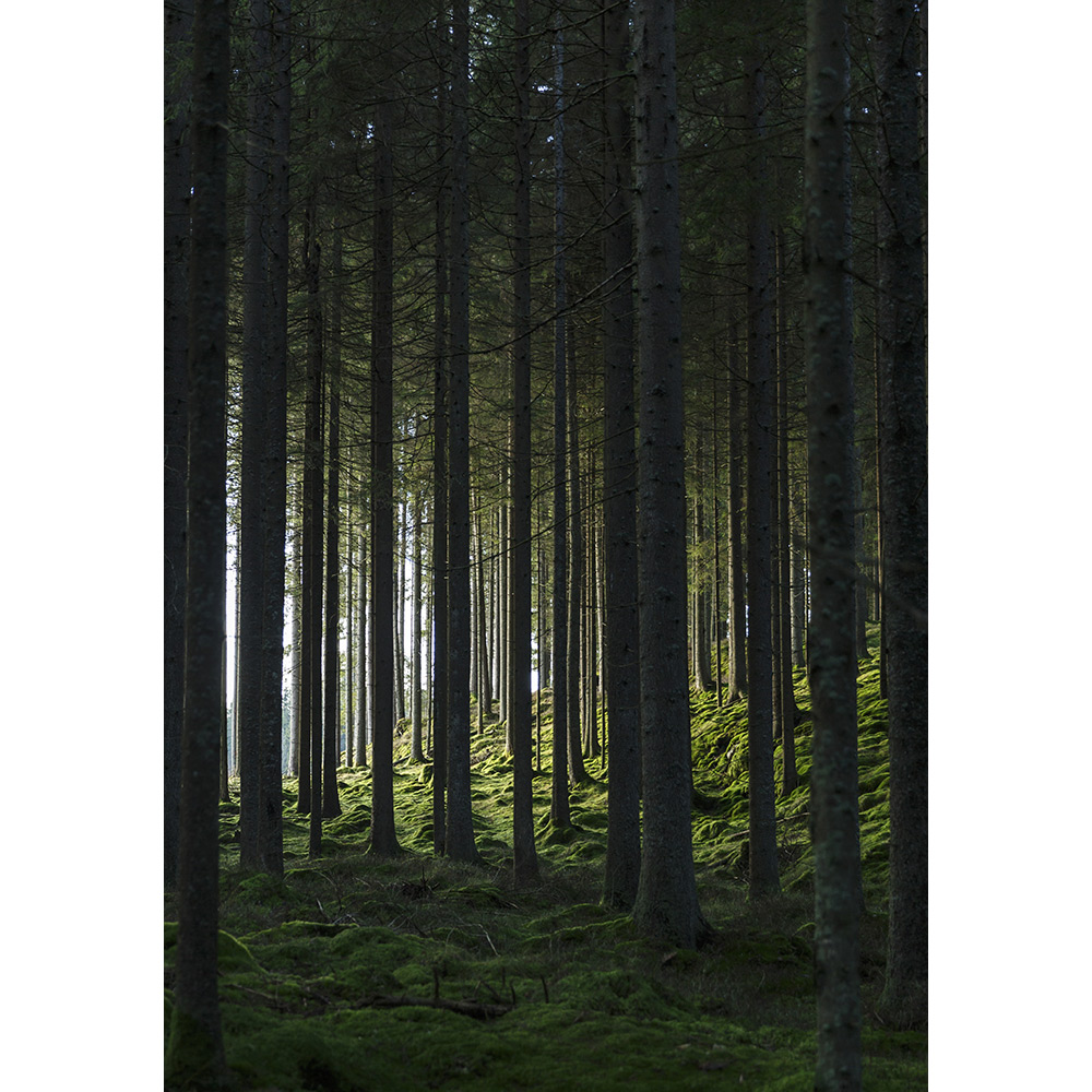 Posters Venture Home Woods Svart/grön