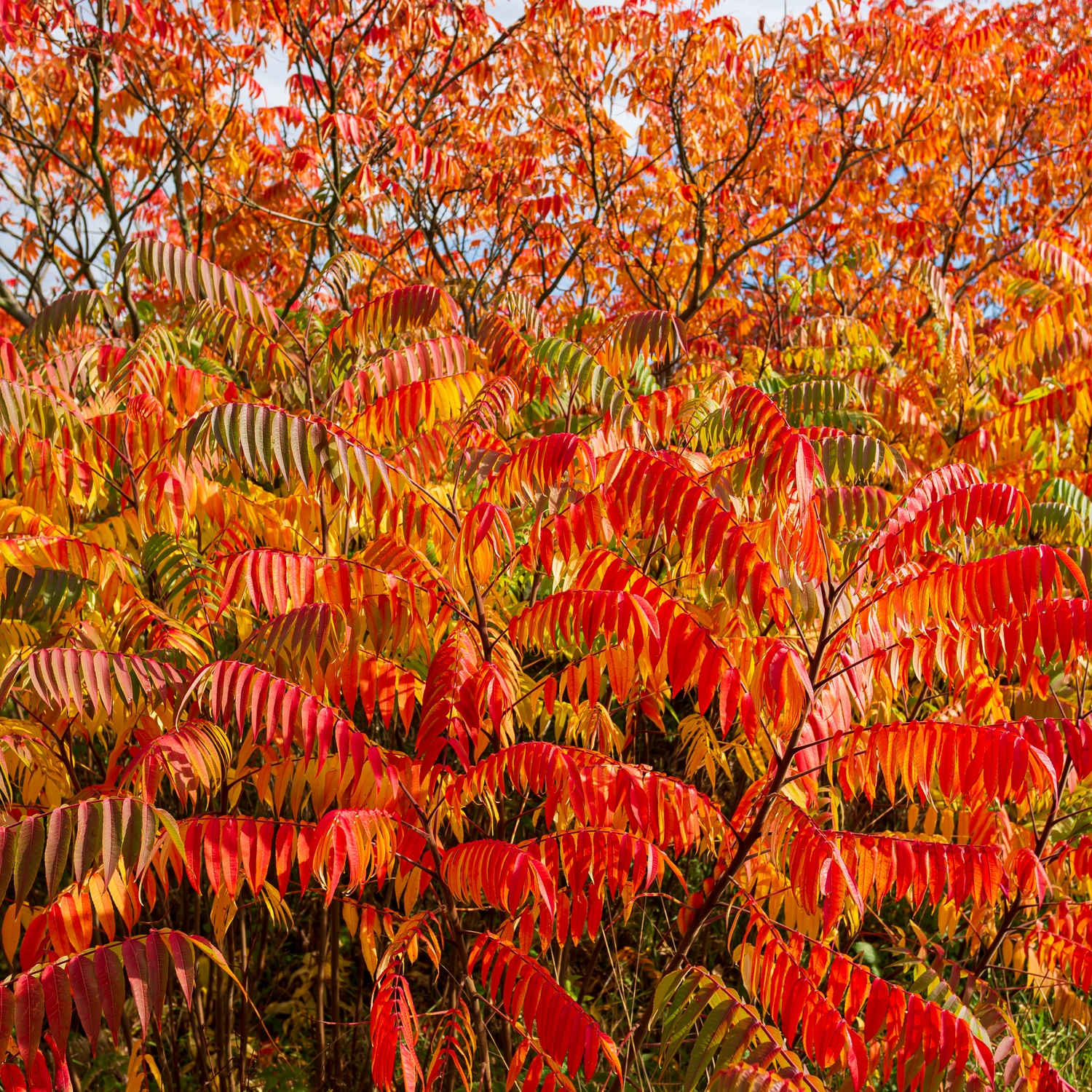 Prydnadsbuske Omnia Garden Rönnsumak