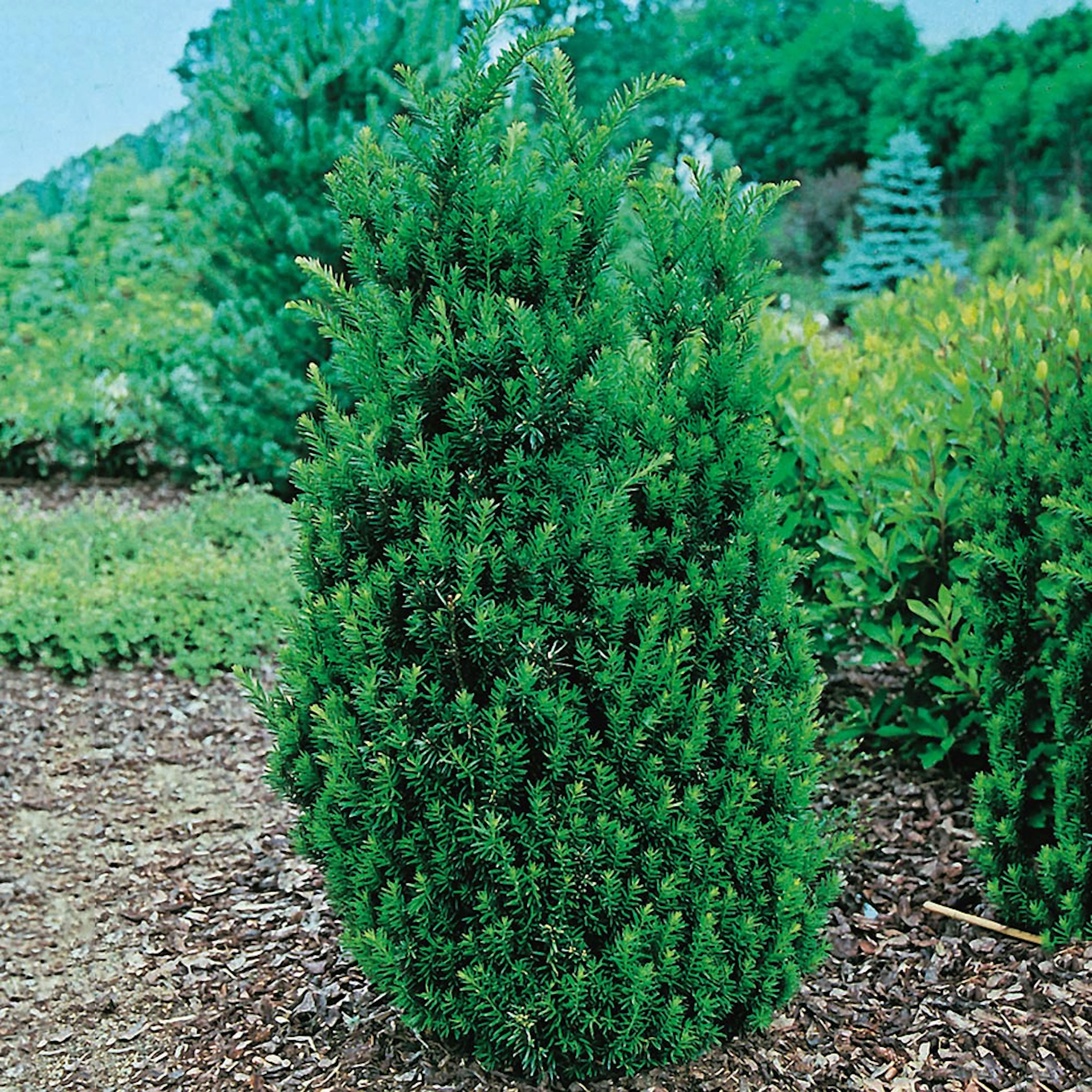 Hybrididegran Omnia Garden Hillii 30-40 cm