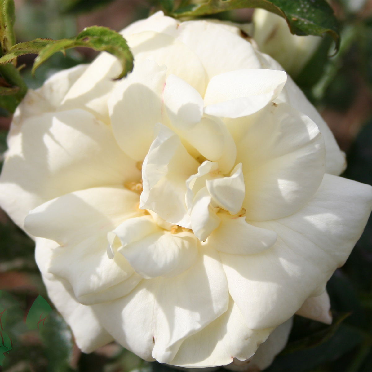 Flerblommig Rabattros Omnia Garden La Paloma