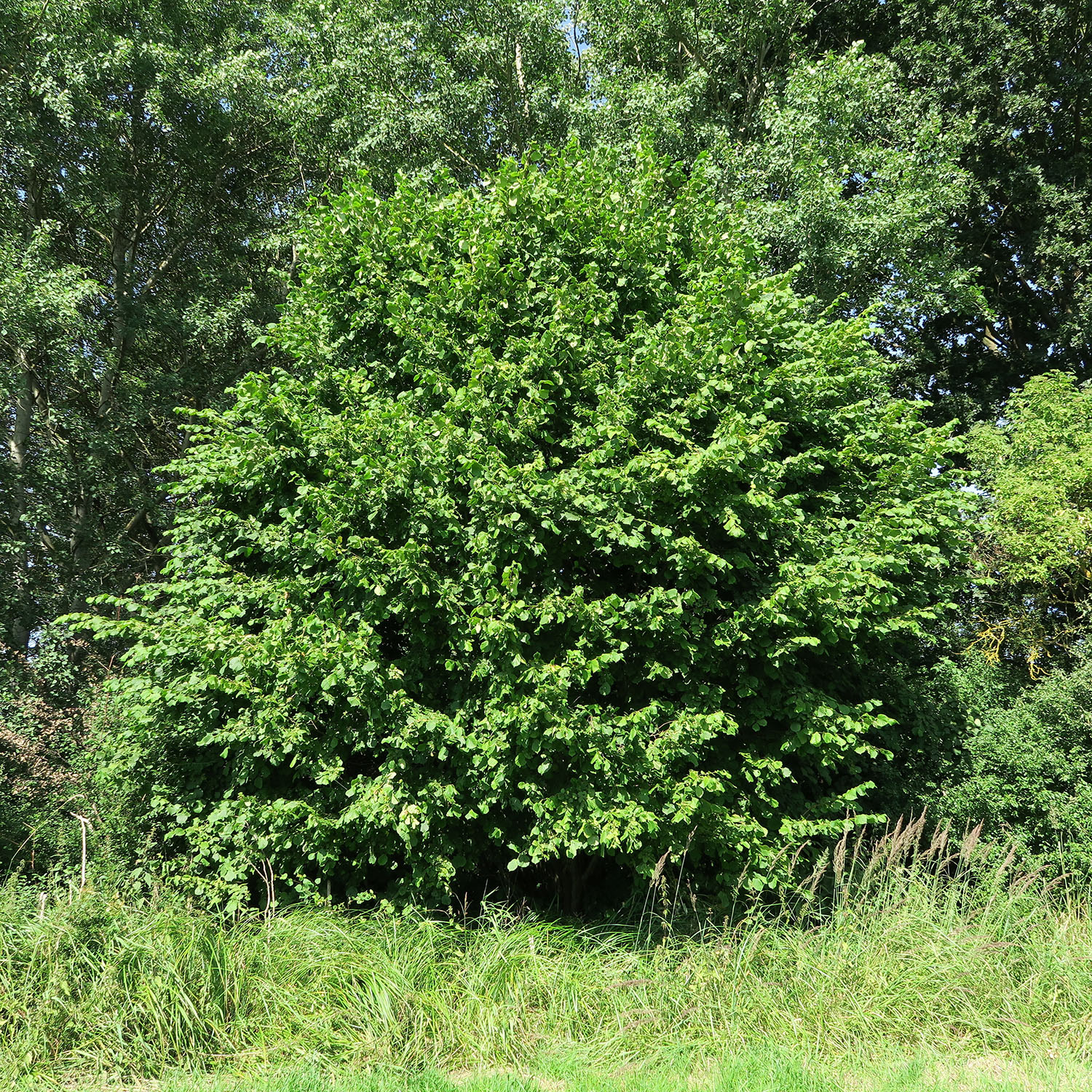 Buske Hassel Omnia Garden 150-200cm