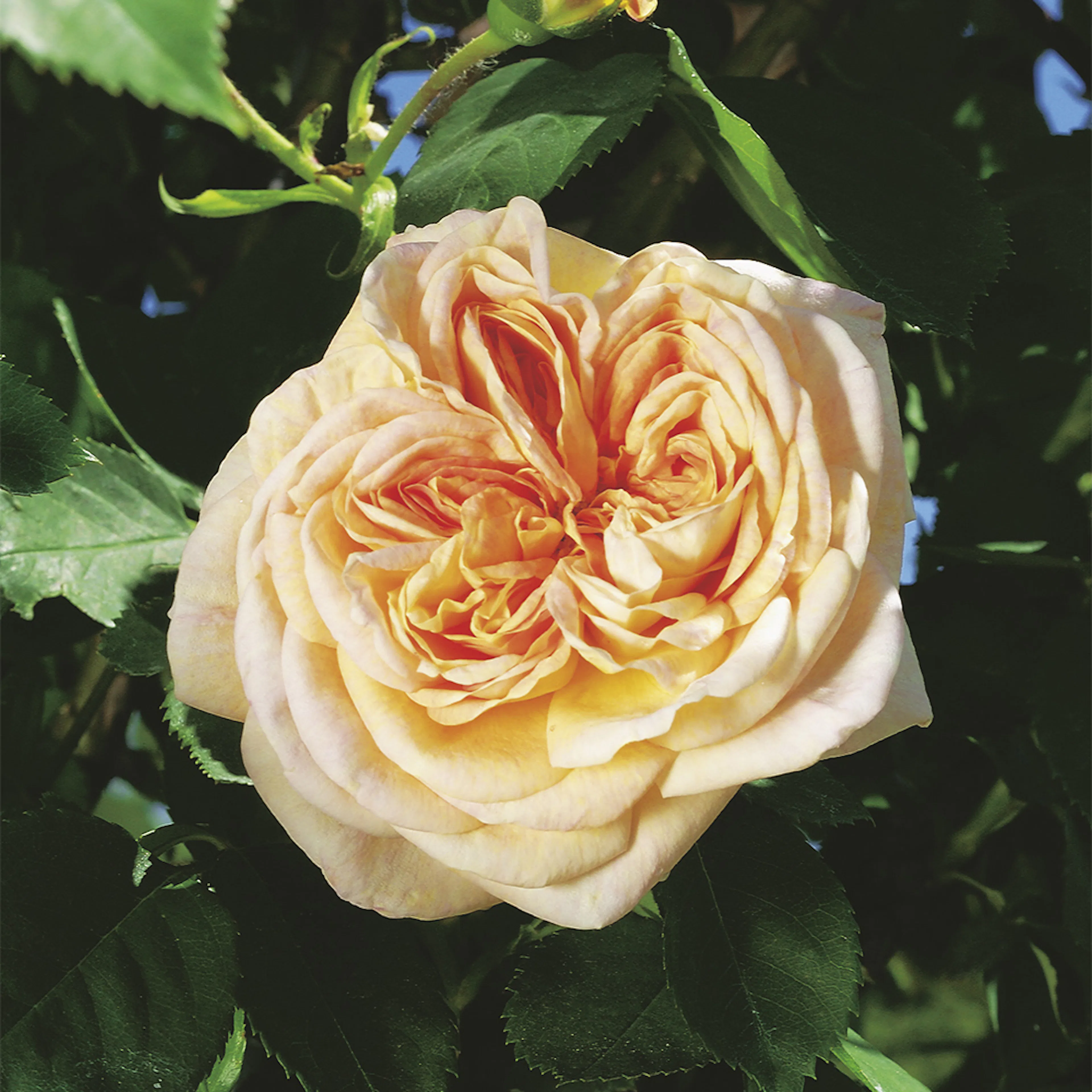 Rosa "Alchymist", 5-pack 5-pack