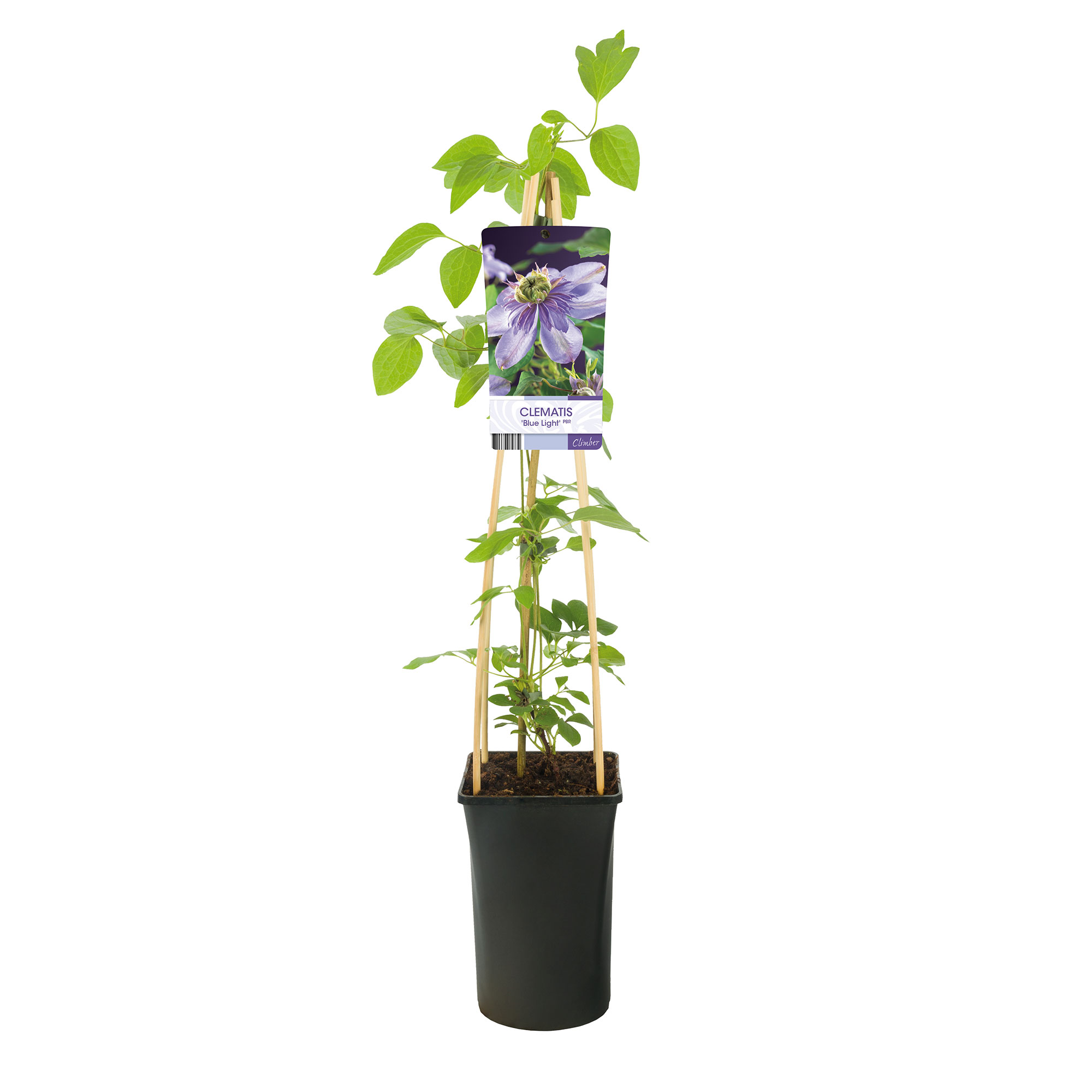 Klätterväxt Tidig Storblommig Klematis Omnia Garden Blue Light 40-60 cm
