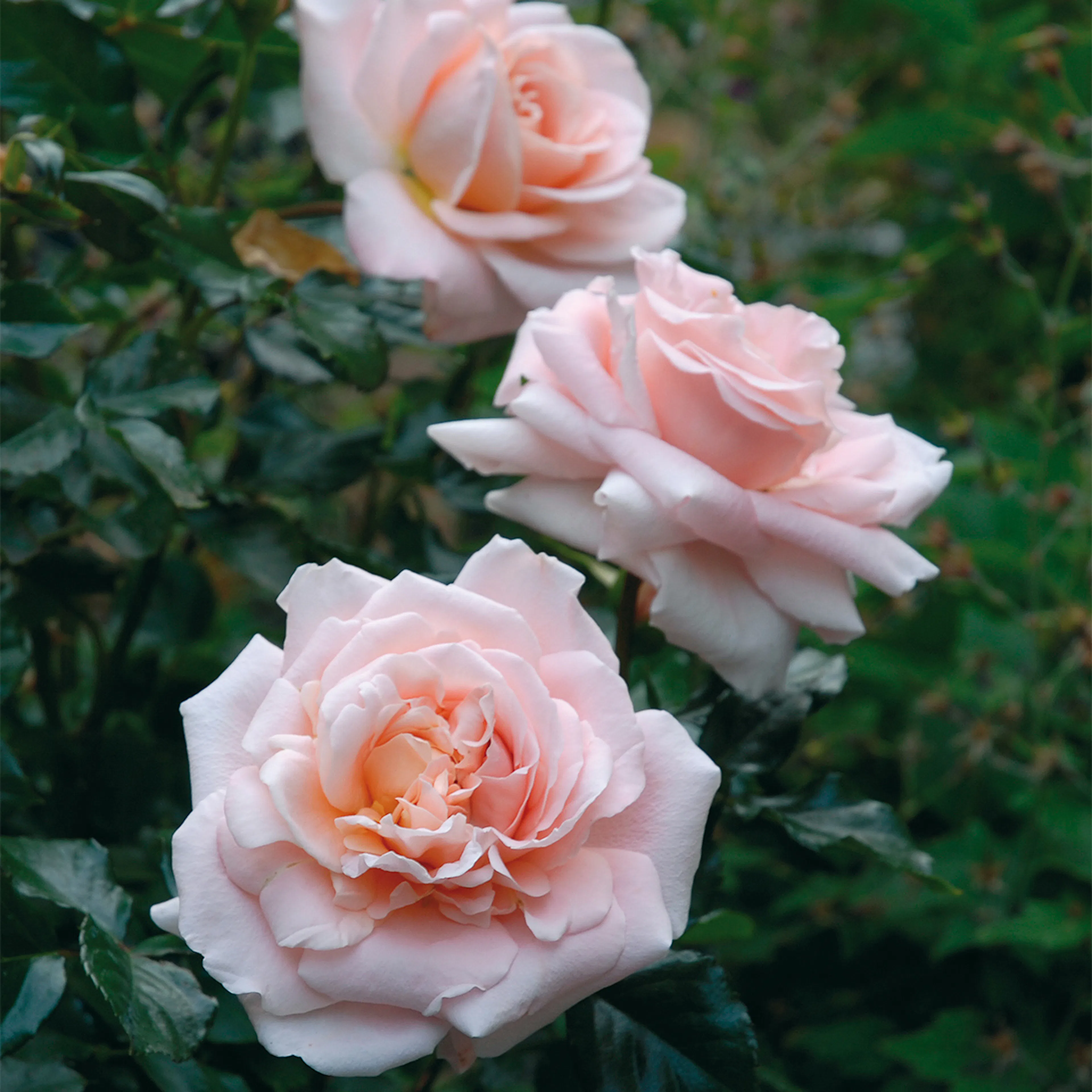 Rosa "Kalmar", 5-pack 5-pack