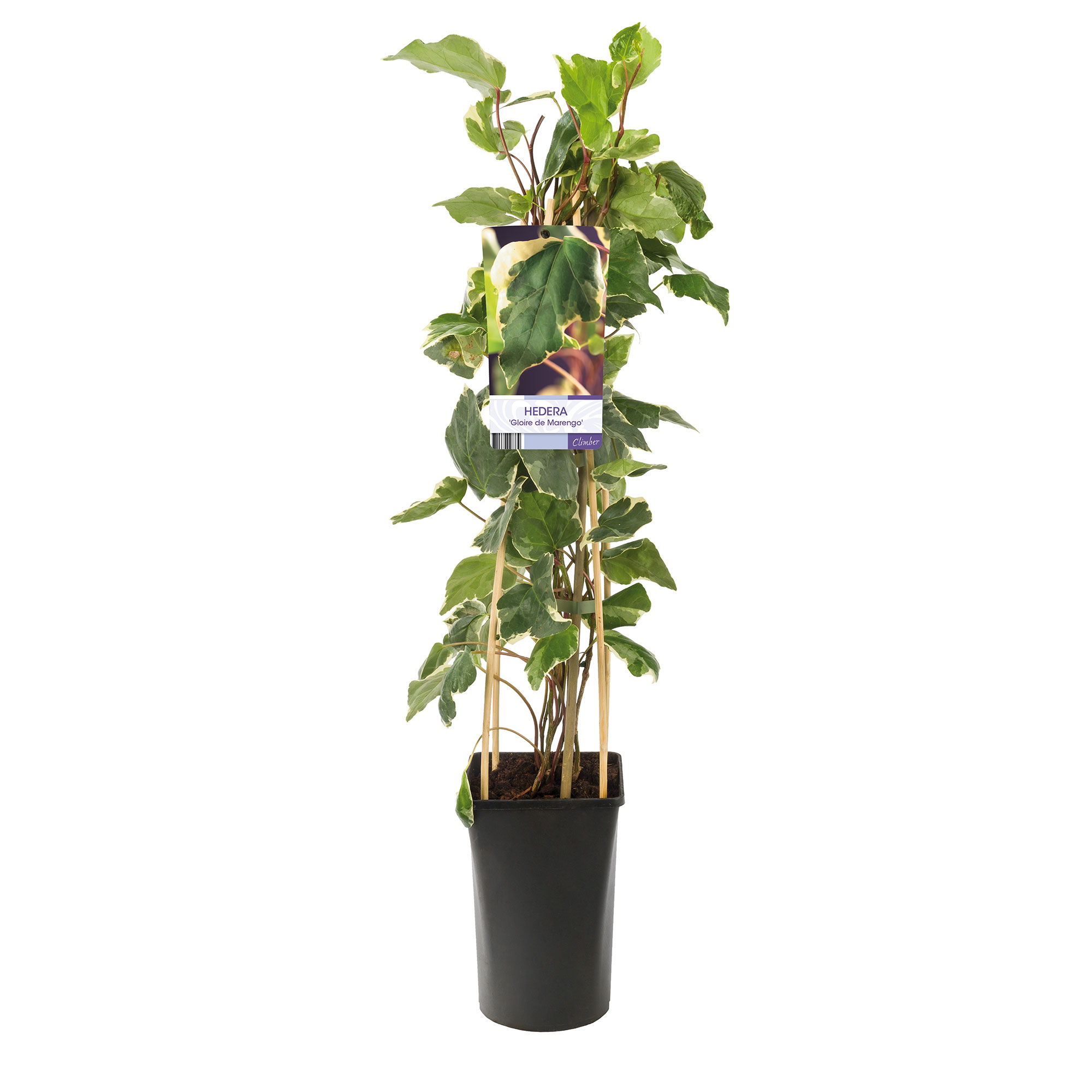 Klätterväxt Storbladig Murgröna Gloire de Marengo Omnia Garden 40-60 cm