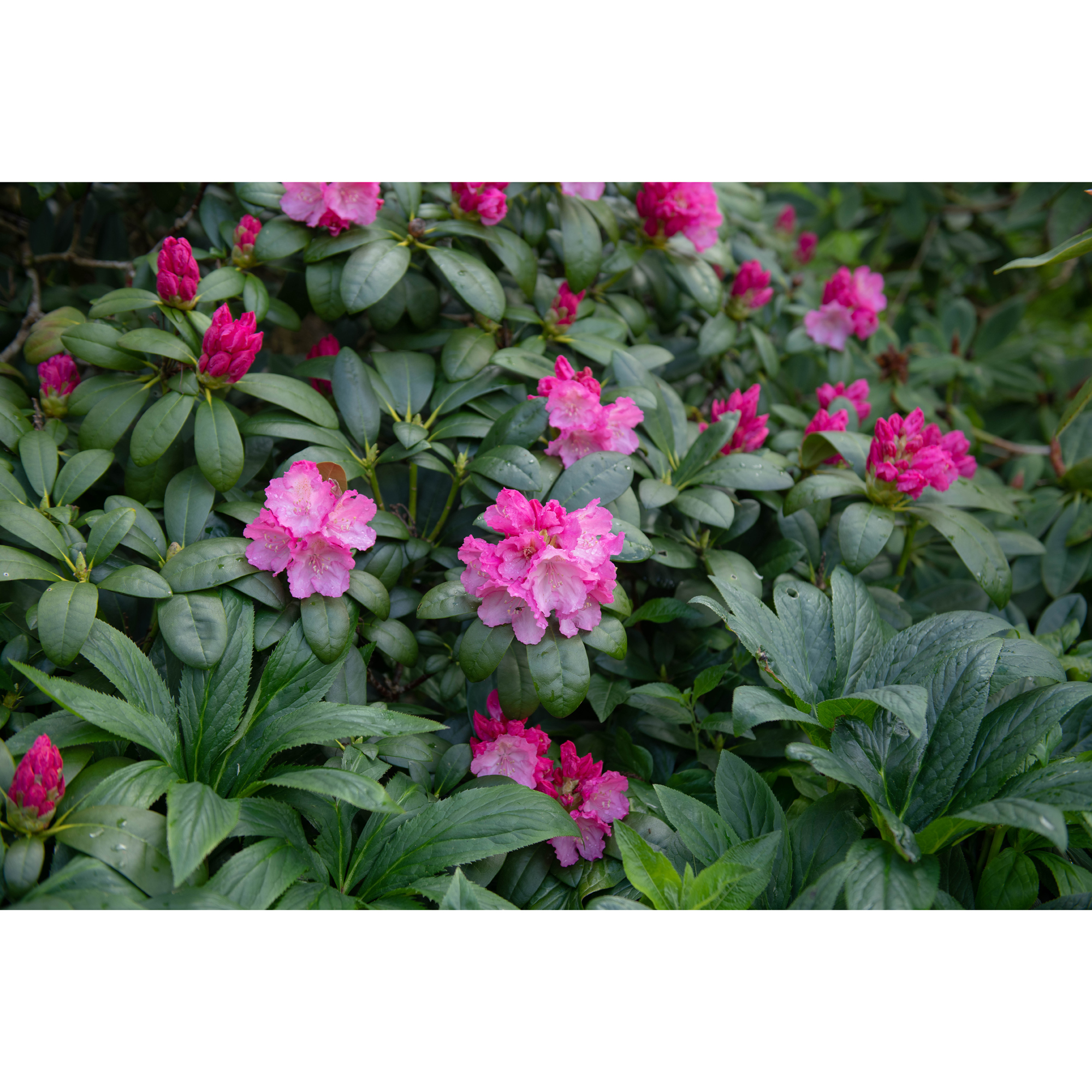Rhododendron Omnia Garden Polaris Rosa Dvärg 25-30 cm