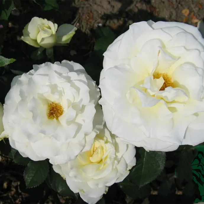Storblommig Buskros Omnia Garden Memoire
