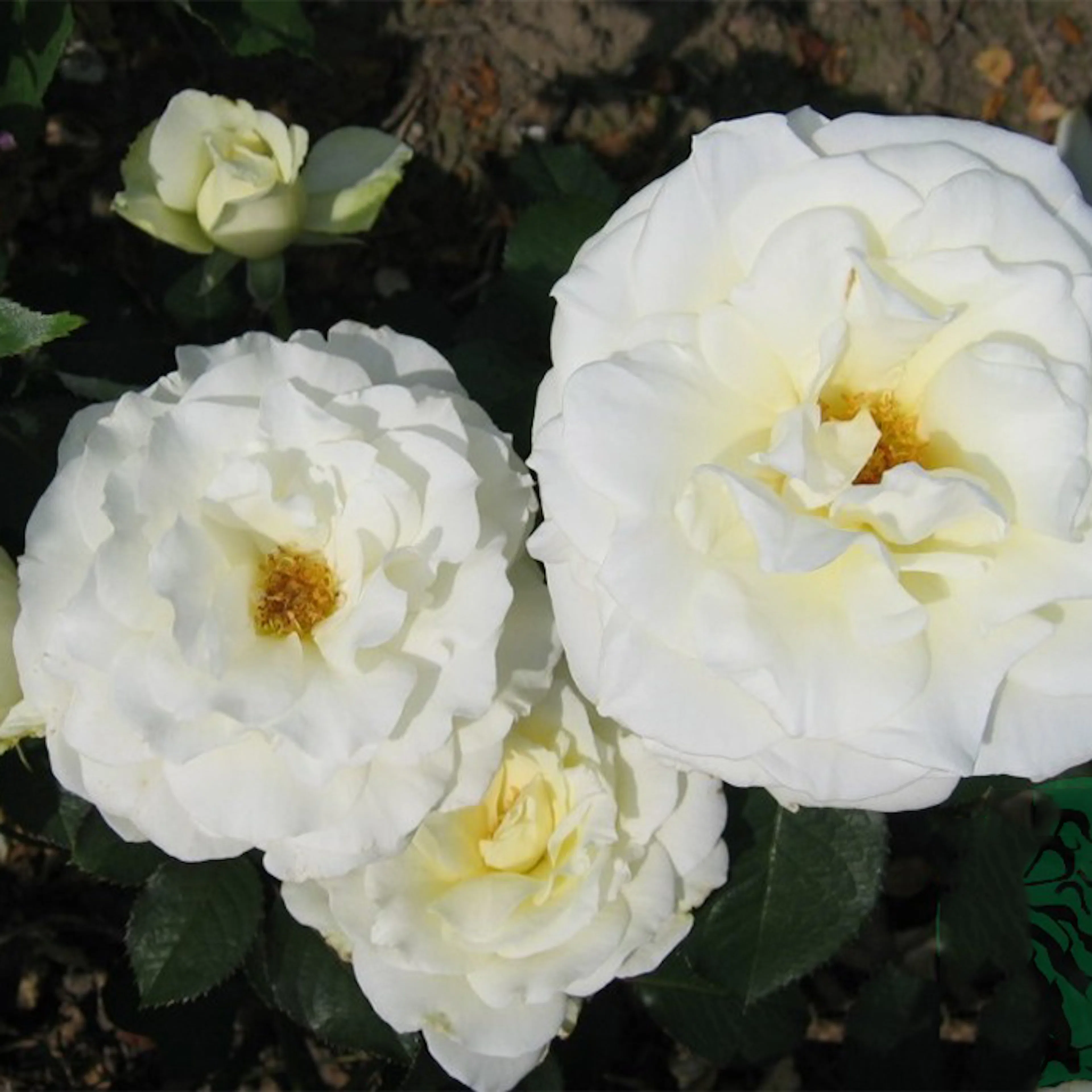 Rosa "Memoire", 10-pack 10-pack