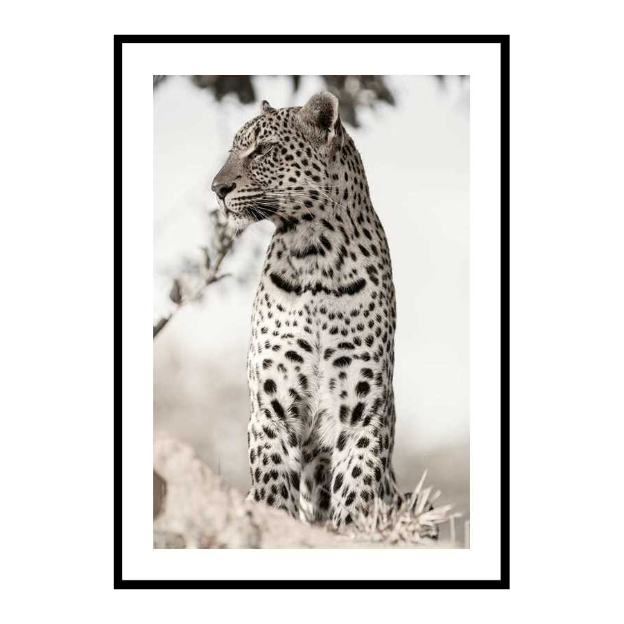 Poster Gallerix African Leopard