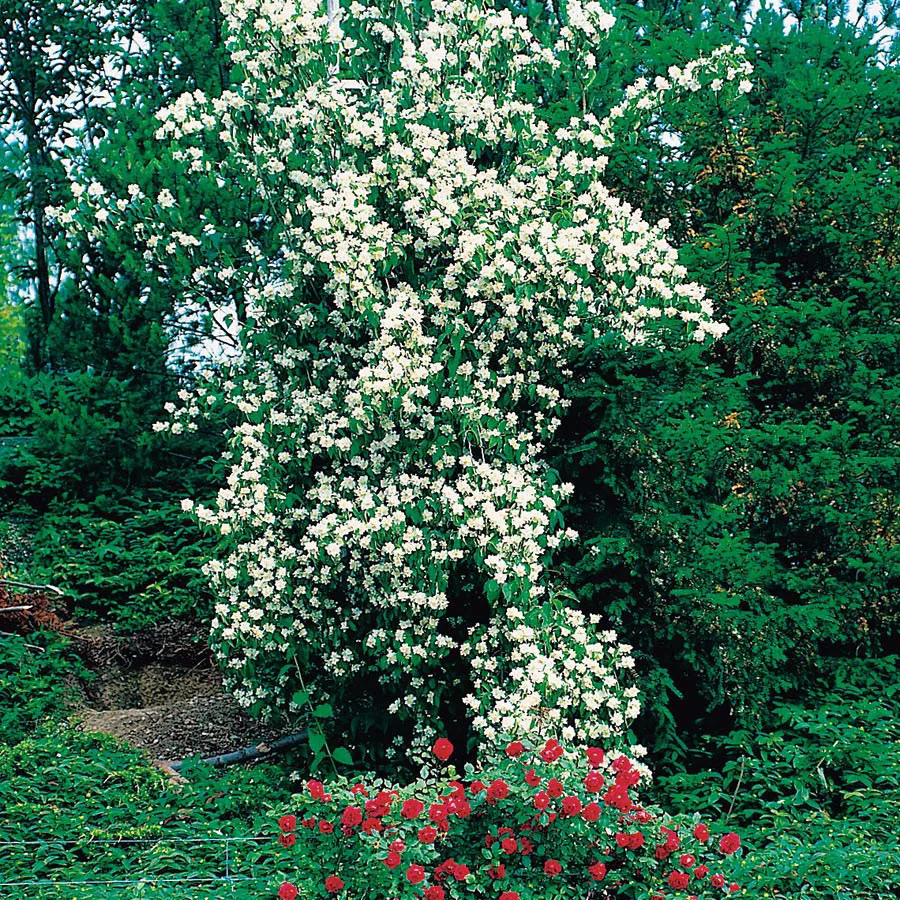 Prydnadsbuske Schersmin- Doftschersmin Omnia Garden 100-150 cm
