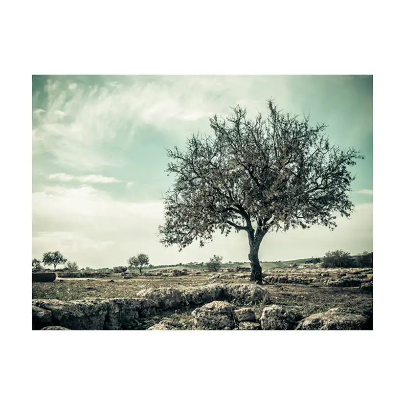 Fototapet Arkiio Träd Vintage